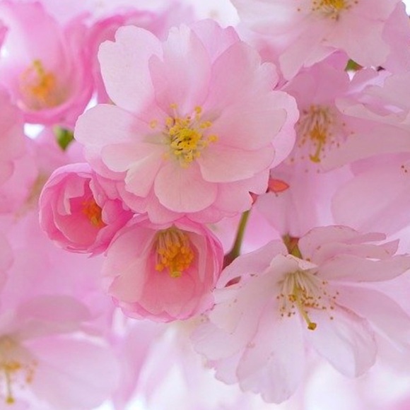 🌻 POSH AMBASSADOR 🌻 - Picture 1 of 2